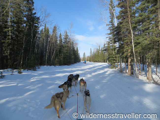 Dog team hurtling through the woods