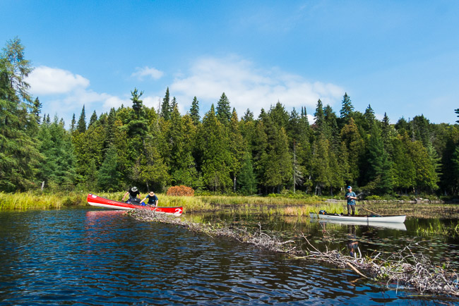 Canoeing over a beaver dam