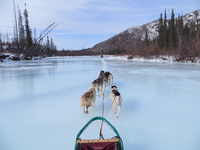 Dog sledding along the frozen river