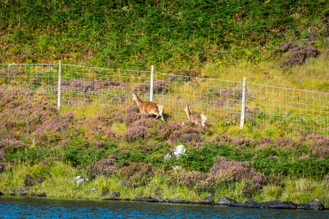 Deer stuck behind a fence